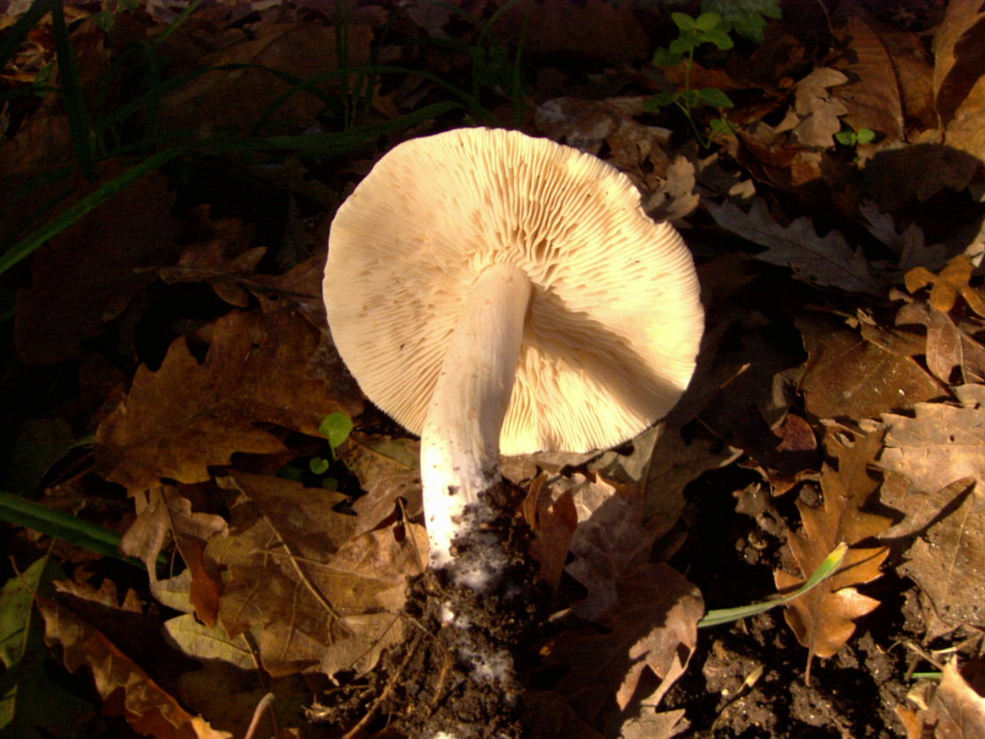 25-11-06 Monti Cimini (VT)